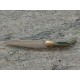 JC CROWNING Jagdmesser 165 mm